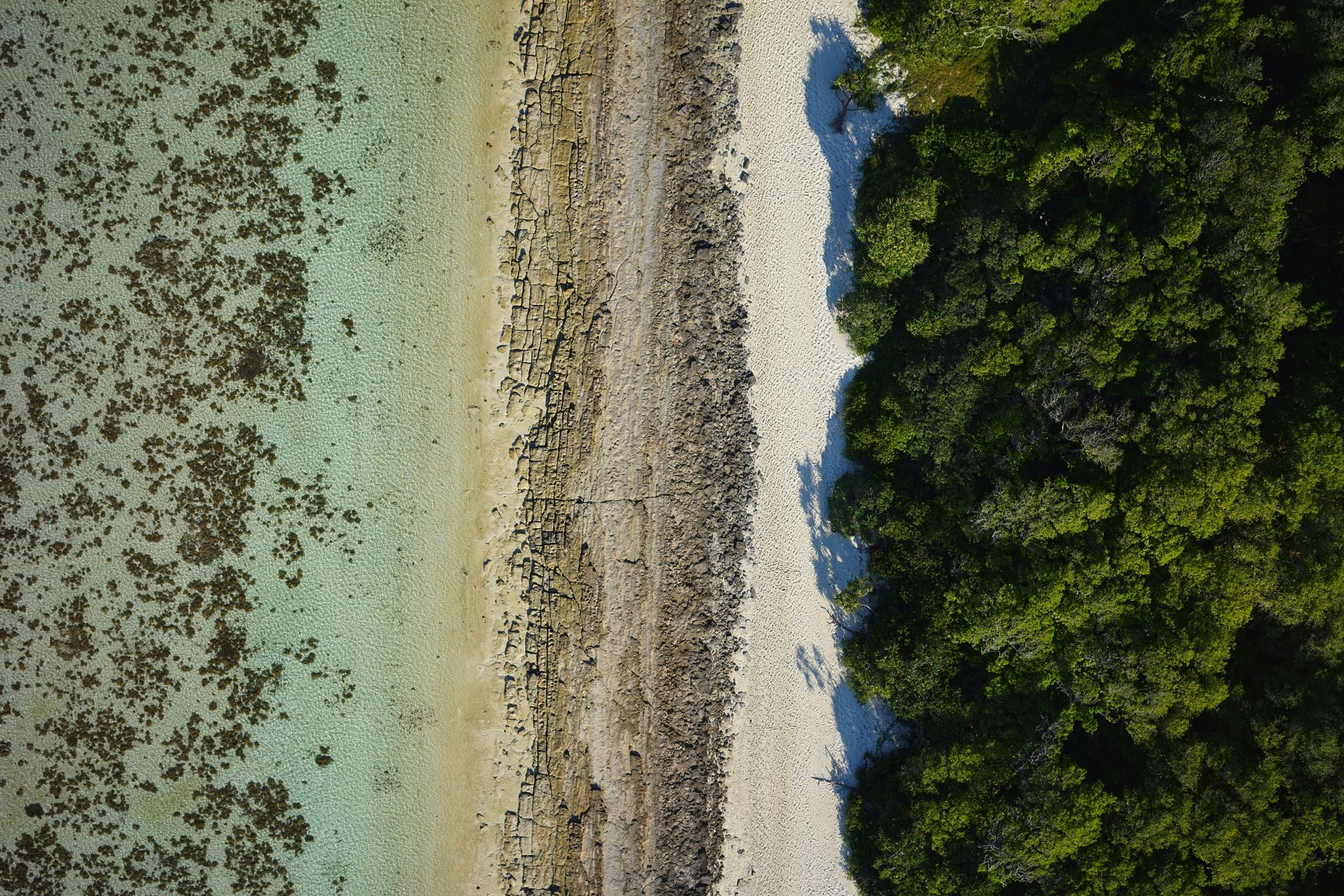 An aerial view of a beach and a forest.
