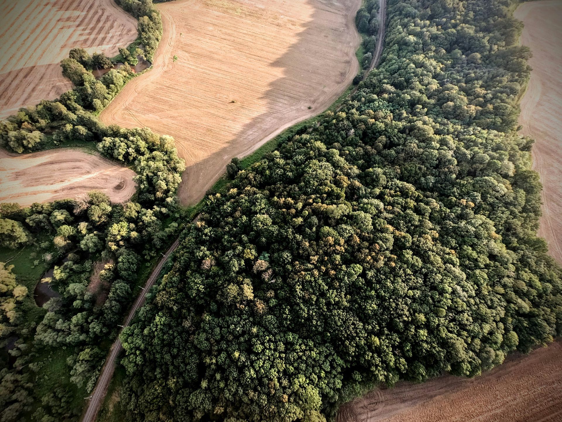 Aerial view: Lush green trees bordering a field of dry brown crops.