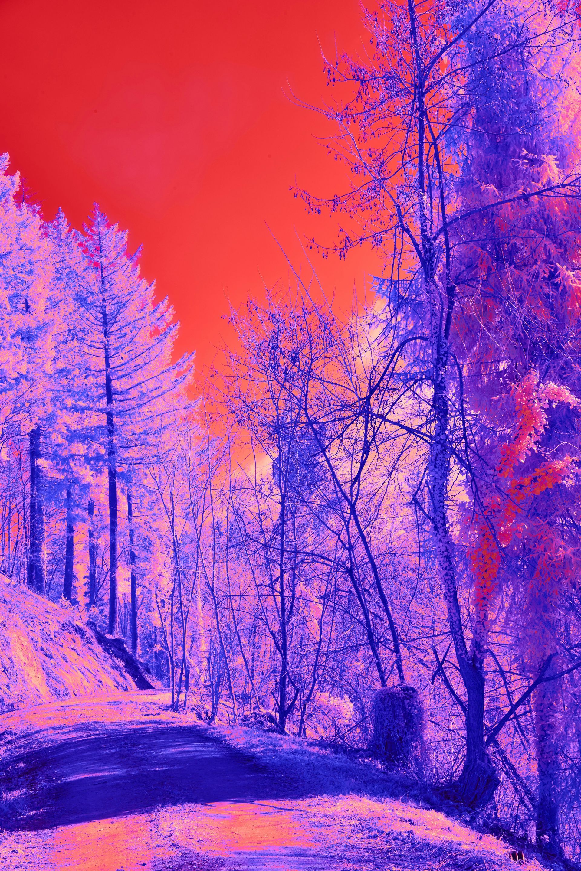 Forest path under a red sky, trees are shades of purple and lavender.