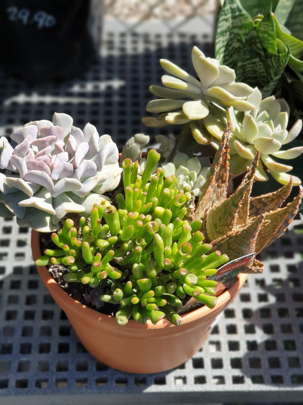 Beautiful Succulent Pot — Landscaping Supplies in Port Macquarie, NSW