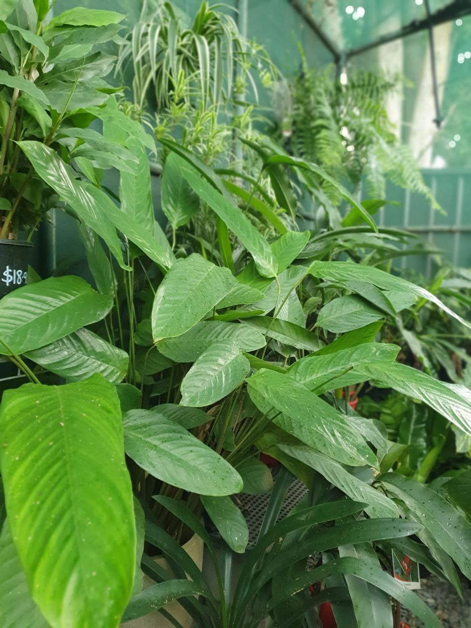 Green Plants — Landscaping Supplies in Port Macquarie, NSW