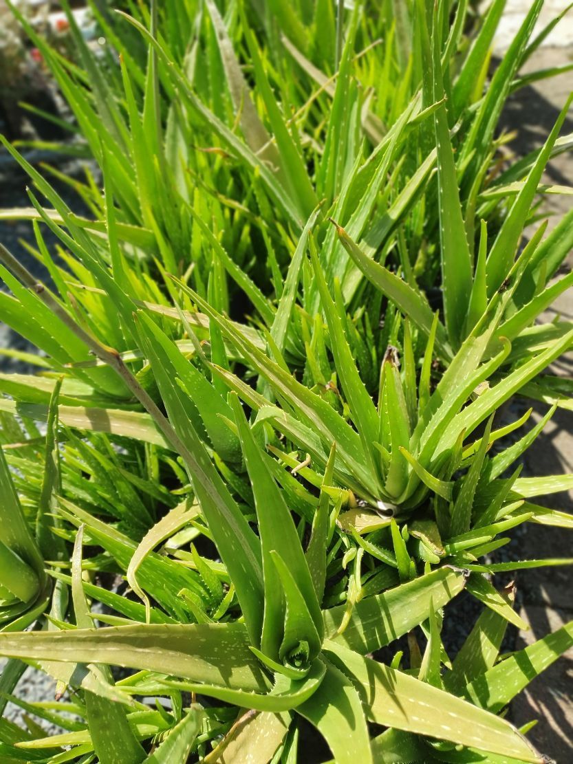 Aloe Vera Plants — Landscaping Supplies in Port Macquarie, NSW