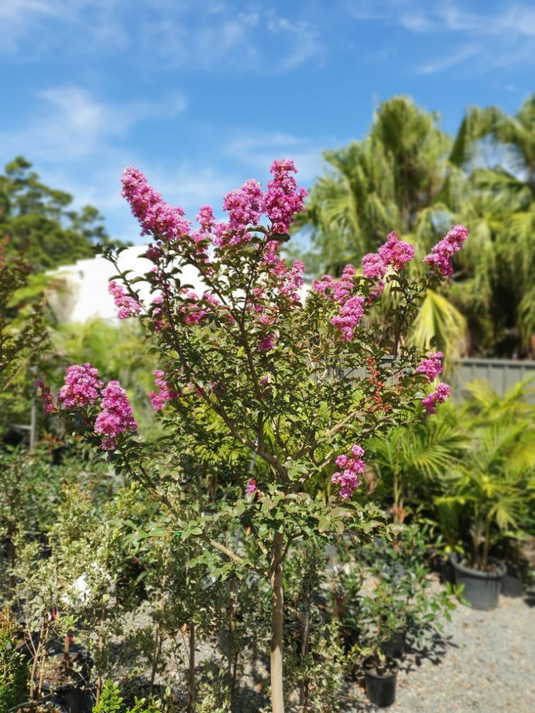 Crepe Myrtle Miami — Nursery in Port Macquarie, NSW