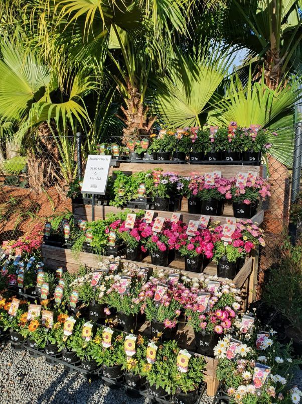 Variety Of Plants — Landscaping Supplies in Port Macquarie, NSW