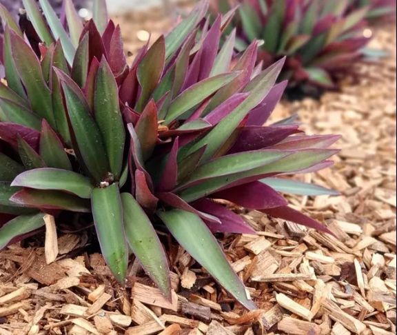 Garden Bed With Mulch — Mulch in Port Macquarie, NSW