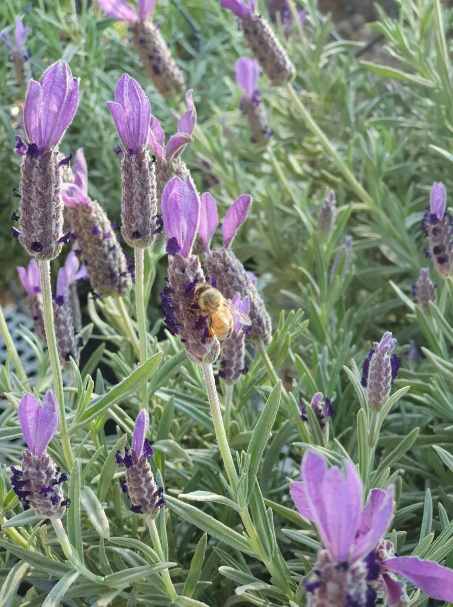 Bee On A Lavender Plant — Landscaping Supplies in Port Macquarie, NSW