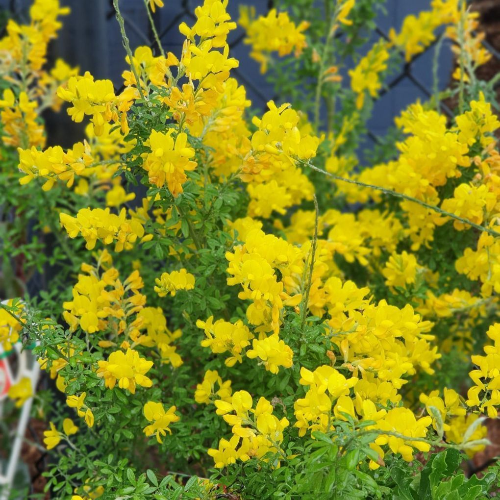 Cytisus Plant — Landscaping Supplies in Port Macquarie, NSW
