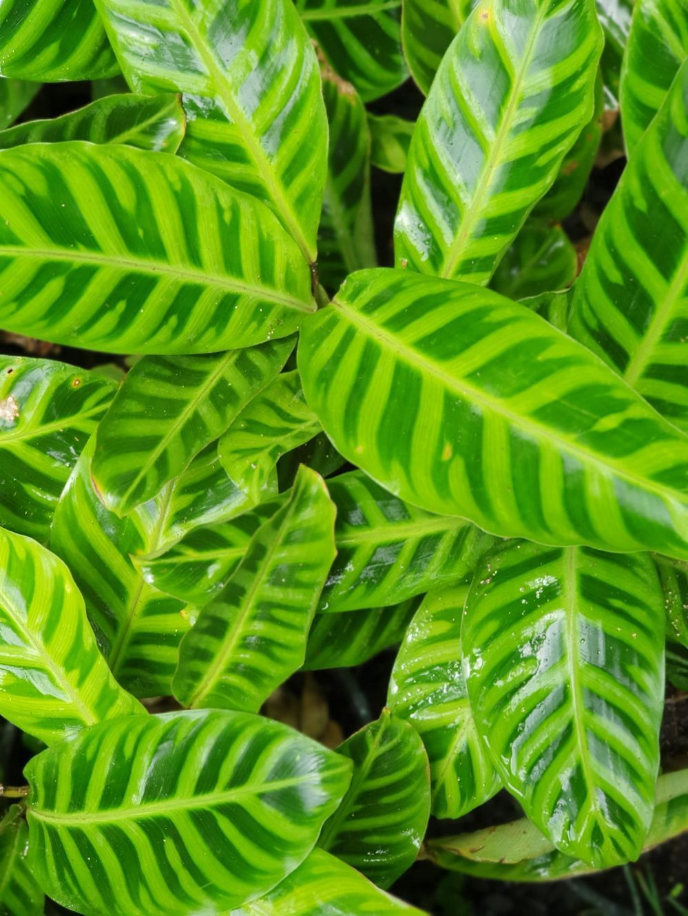 Calathea Zebrina — Landscaping Supplies in Port Macquarie, NSW