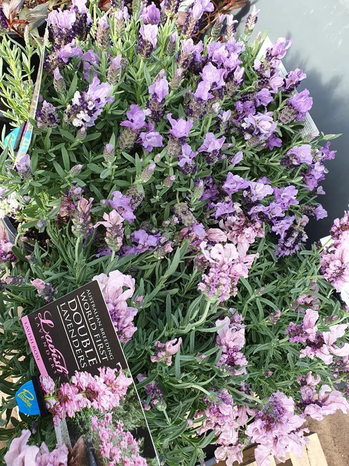 Lavender — Landscaping Supplies in Port Macquarie, NSW