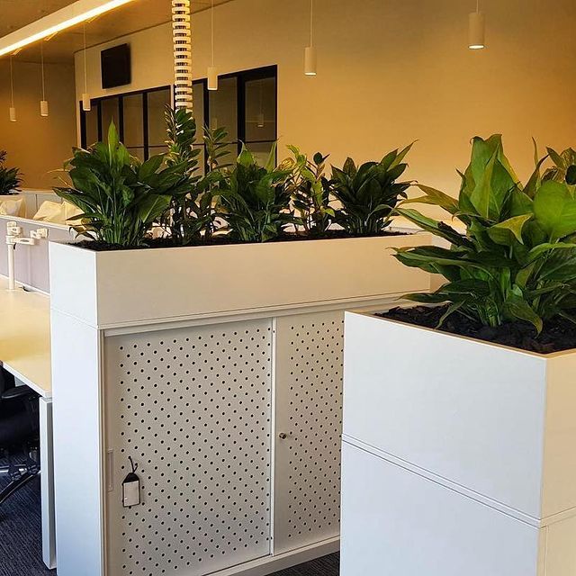 Indoor Plants Over The Shelves - Wollongong, NSW - D & L Indoor Plant Hire