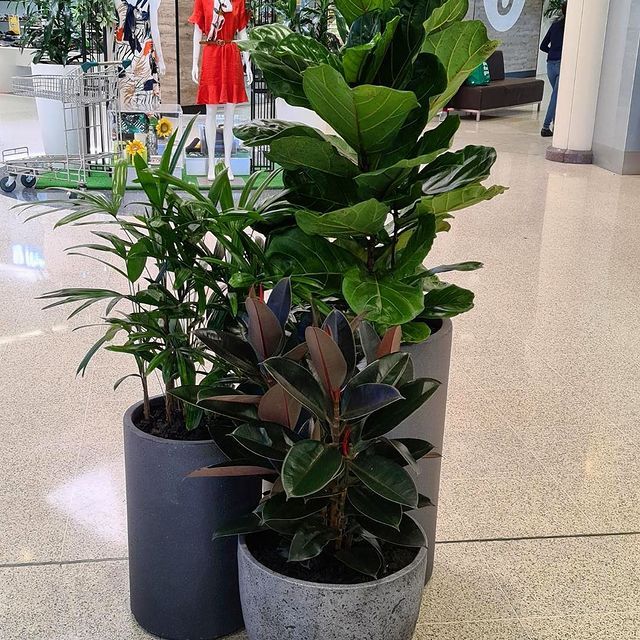 Handpicked Indoor Plants - Wollongong, NSW - D & L Indoor Plant Hire