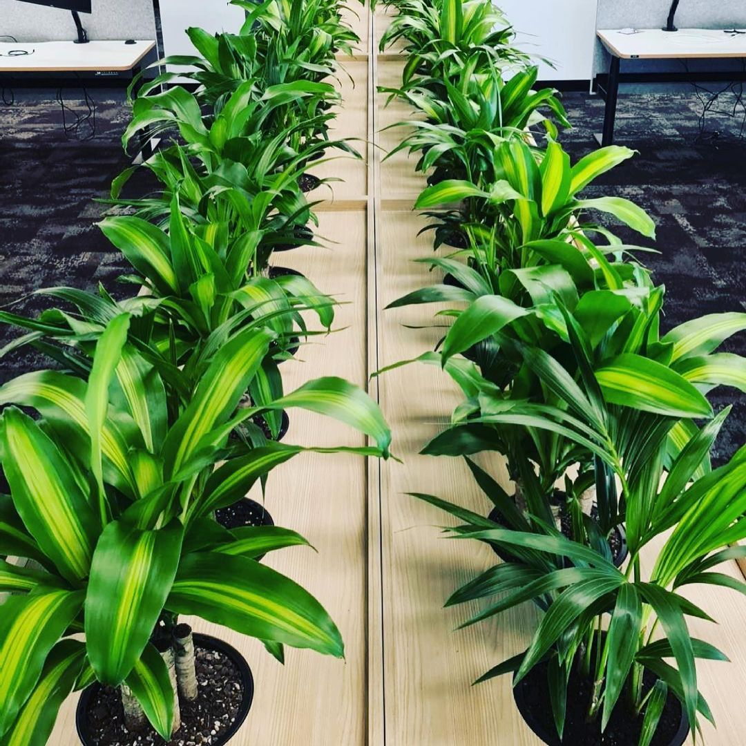 Indoor Plants In Two Line - Wollongong, NSW - D & L Indoor Plant Hire
