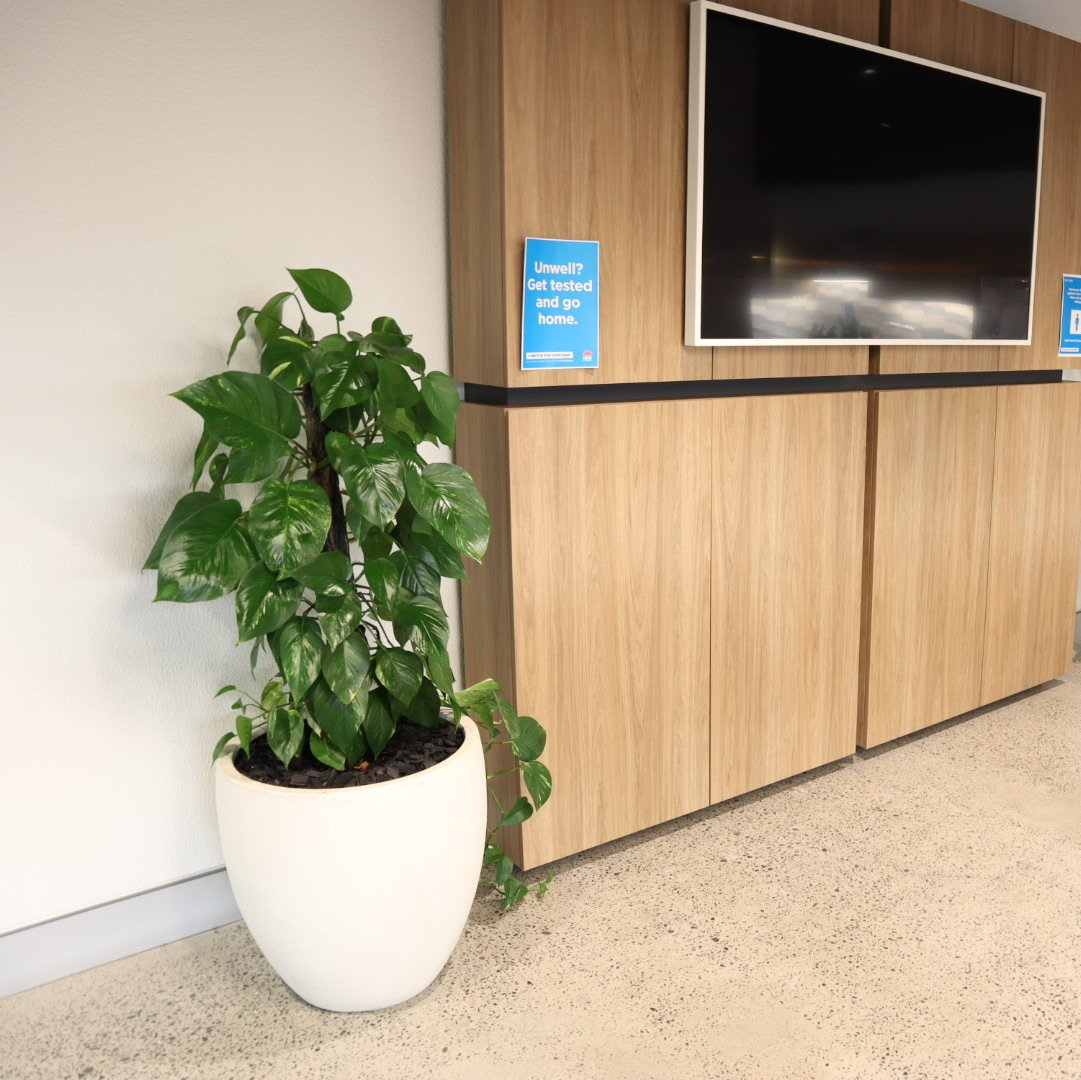 Easy Rent Indoor Plants - Wollongong, NSW - D & L Indoor Plant Hire