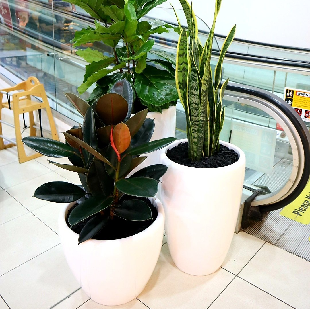 Stylish Indoor Plants - Wollongong, NSW - D & L Indoor Plant Hire