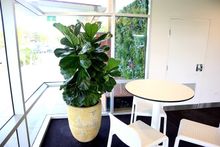 Custom Made Indoor Plants - Wollongong, NSW - D & L Indoor Plant Hire
