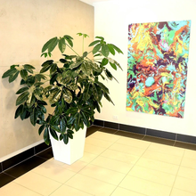 Easy Rent Indoor Plants - Wollongong, NSW - D & L Indoor Plant Hire