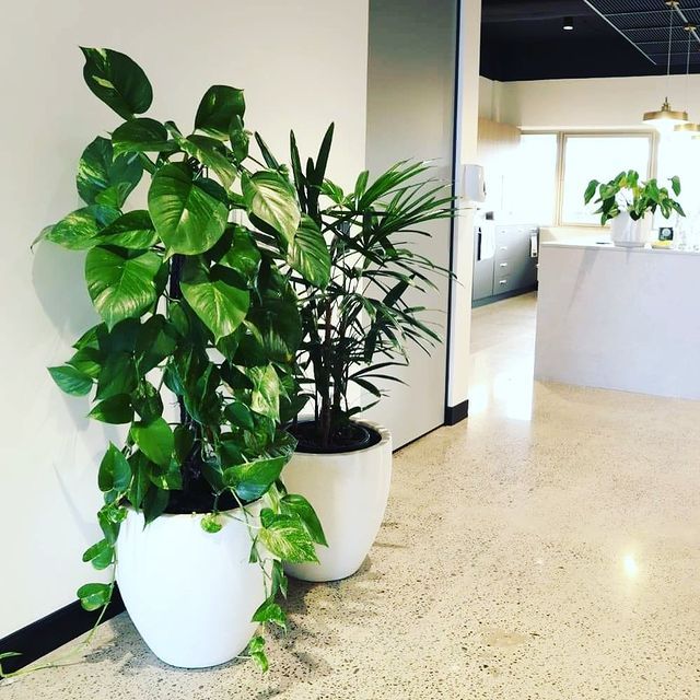 Ideal Indoor Plants - Wollongong, NSW - D & L Indoor Plant Hire