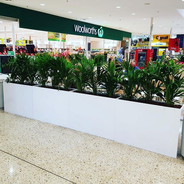 Indoor Plants On A White Box Pot - Wollongong, NSW - D & L Indoor Plant Hire