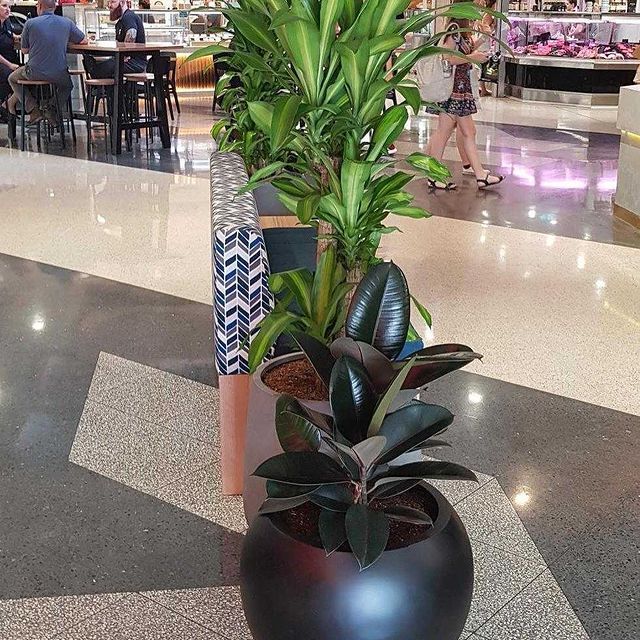 Indoor Plants On A Brown Round Pot - Wollongong, NSW - D & L Indoor Plant Hire