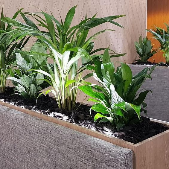Nice Looking Indoor Plants - Wollongong, NSW - D & L Indoor Plant Hire