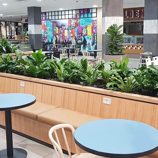 Indoor Plants On A Brown Box Pot - Wollongong, NSW - D & L Indoor Plant Hire