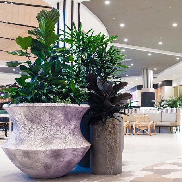 Indoor Plants On A Huge Pot - Wollongong, NSW - D & L Indoor Plant Hire