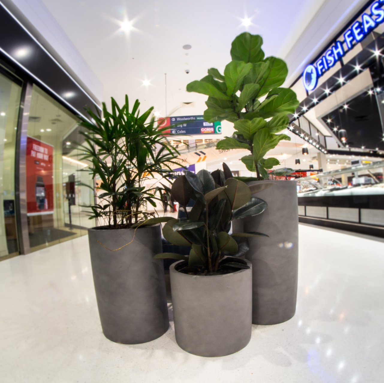 Branded Indoor Plants - Wollongong, NSW - D & L Indoor Plant Hire