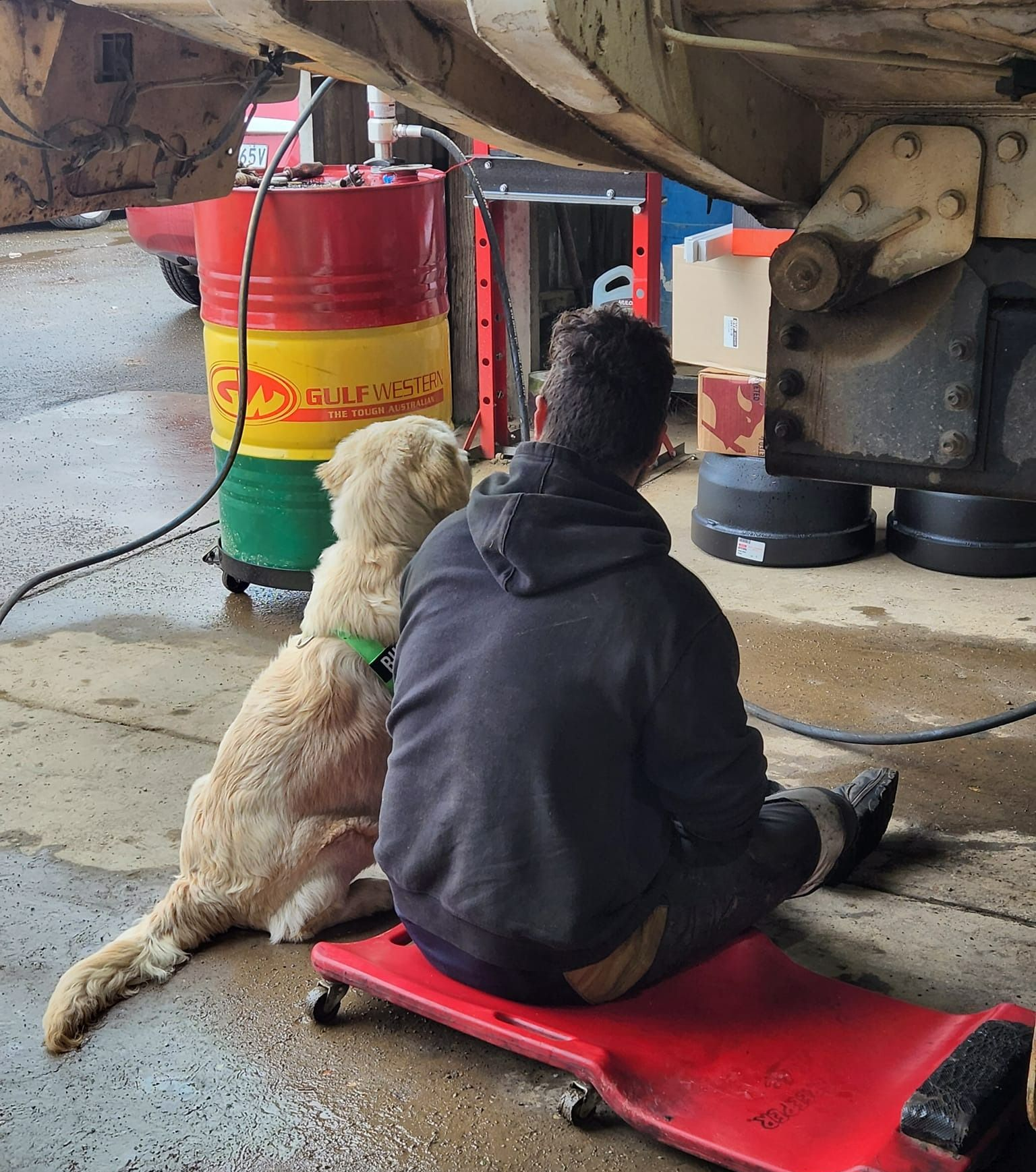 Man Working Under Vehicle With Golden Retriever — COD Automotive in  Ashmont, NSW