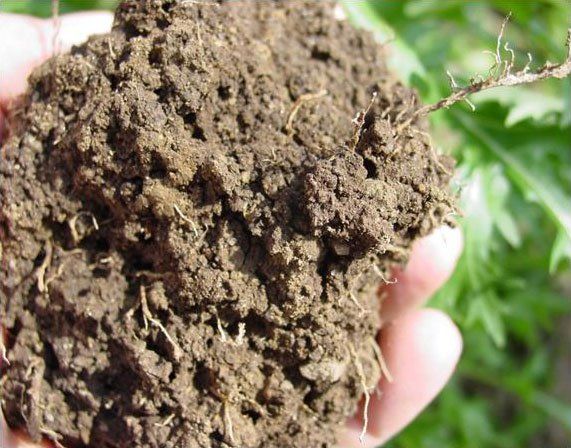 A soil sample held in hand.