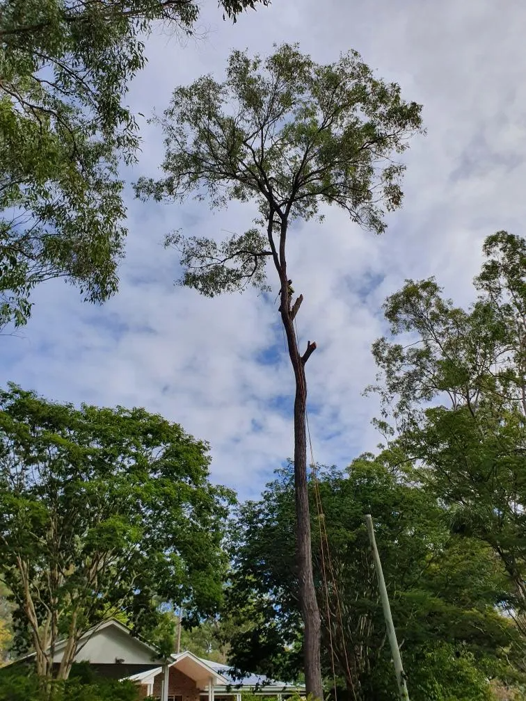 A large tree in the middle of a forest with a house in the background.