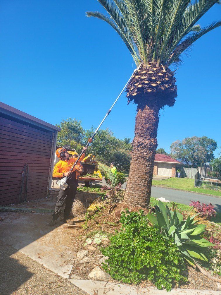 tree PRUNING AND SHAPING