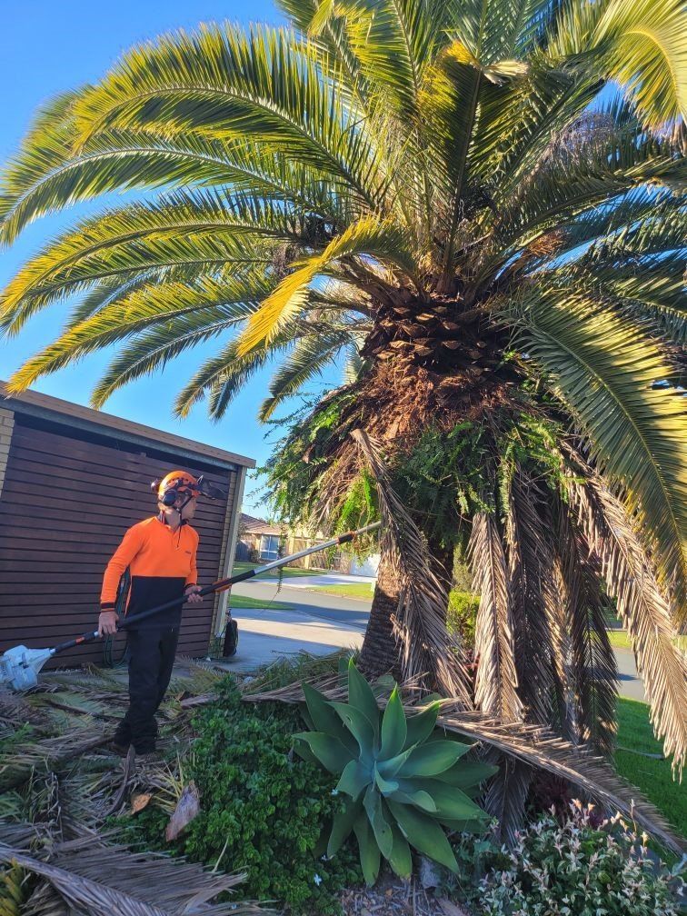 tree PRUNING AND SHAPING