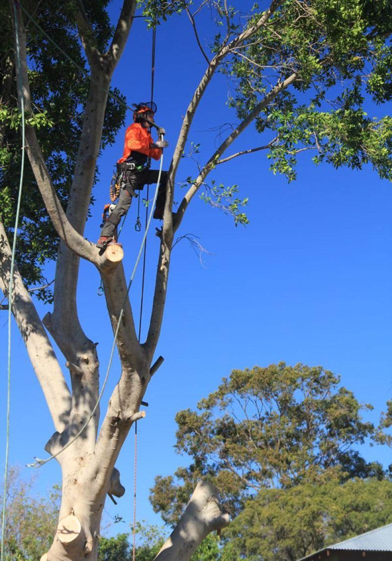 affordable Tree Loppers in Gold Coast