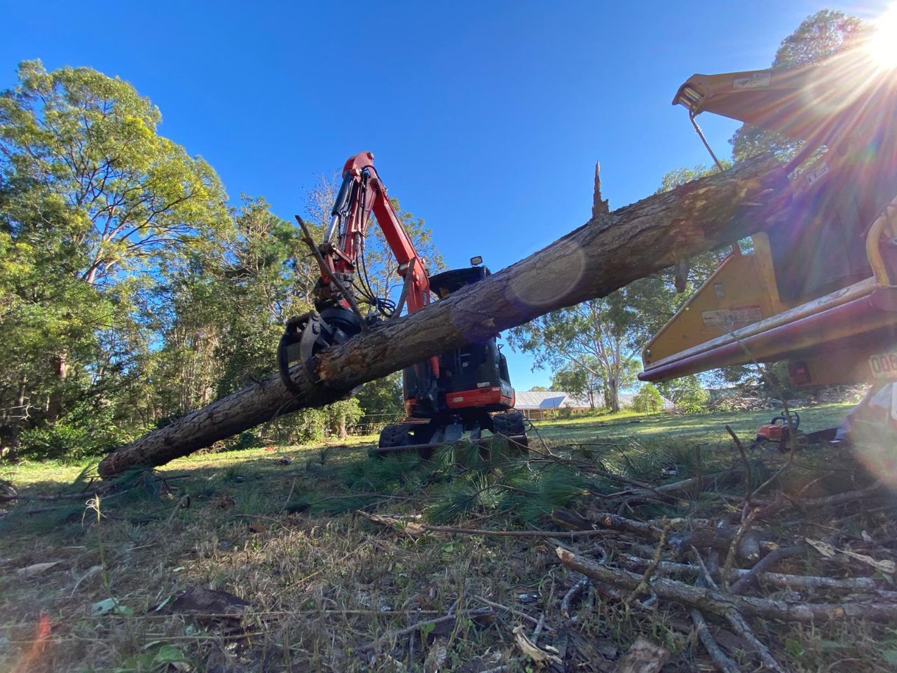 tree loppers  mount tamborine