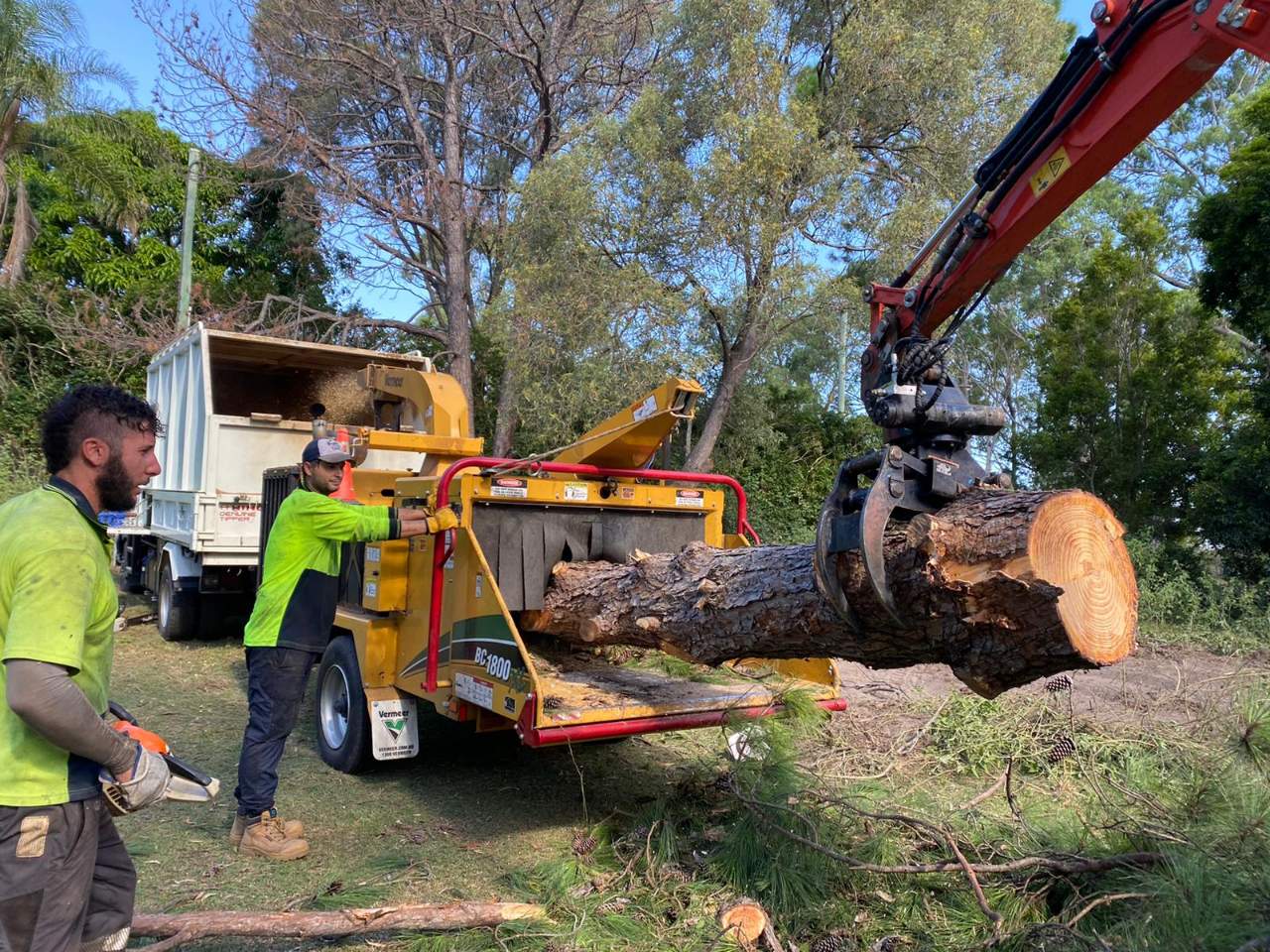 Tree Lopping Tamborine Mountain Tree Removal Services Tree Surgeon