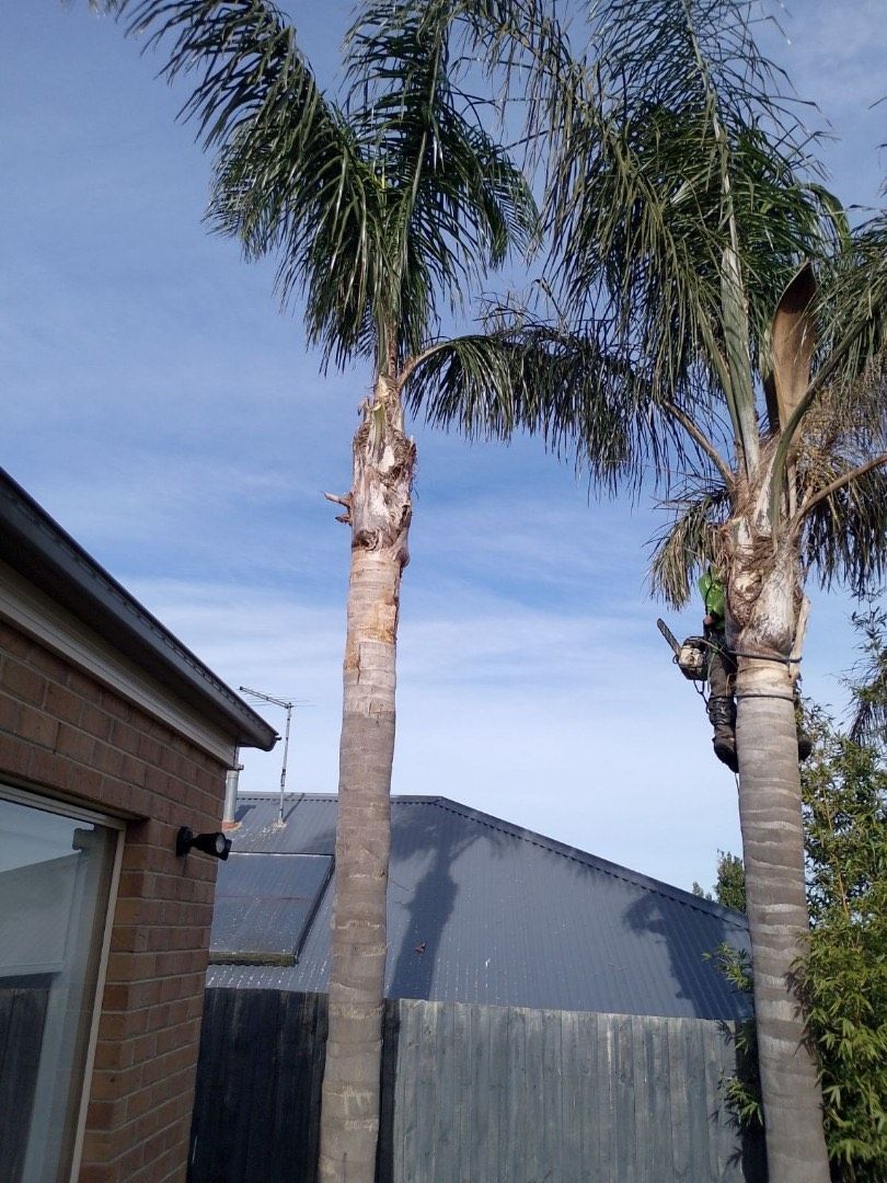 A man is climbing a palm tree in front of a house in Gold Coast 