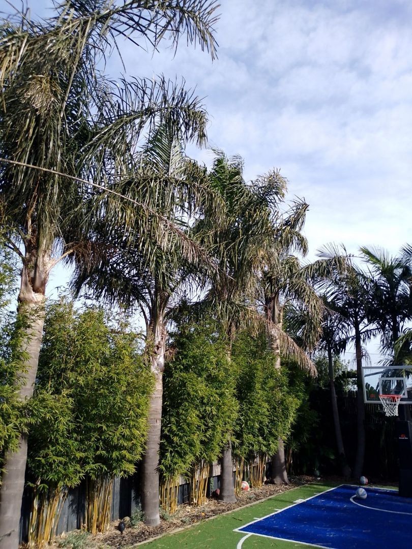 A basketball court surrounded by palm trees and a basketball hoop.