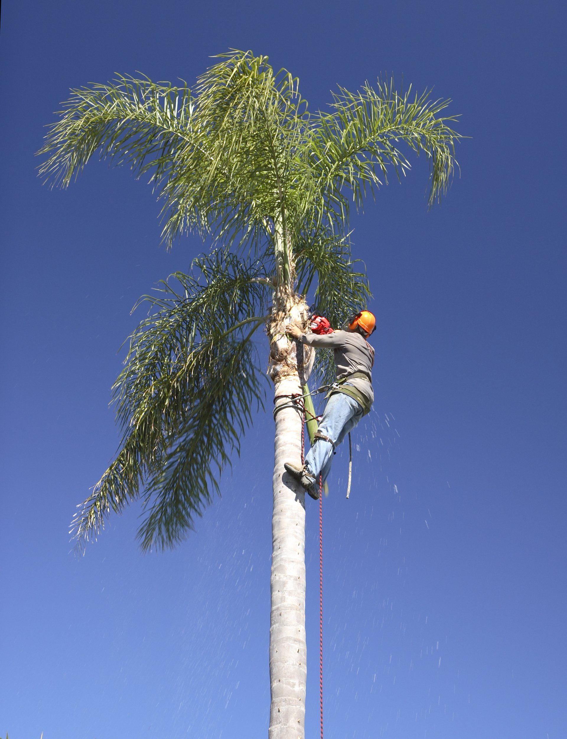 Tree Lopping Gold Coast