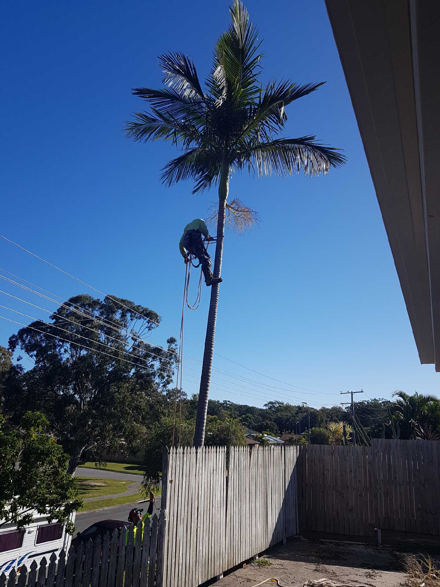 A man is climbing a palm tree over a wooden fence.