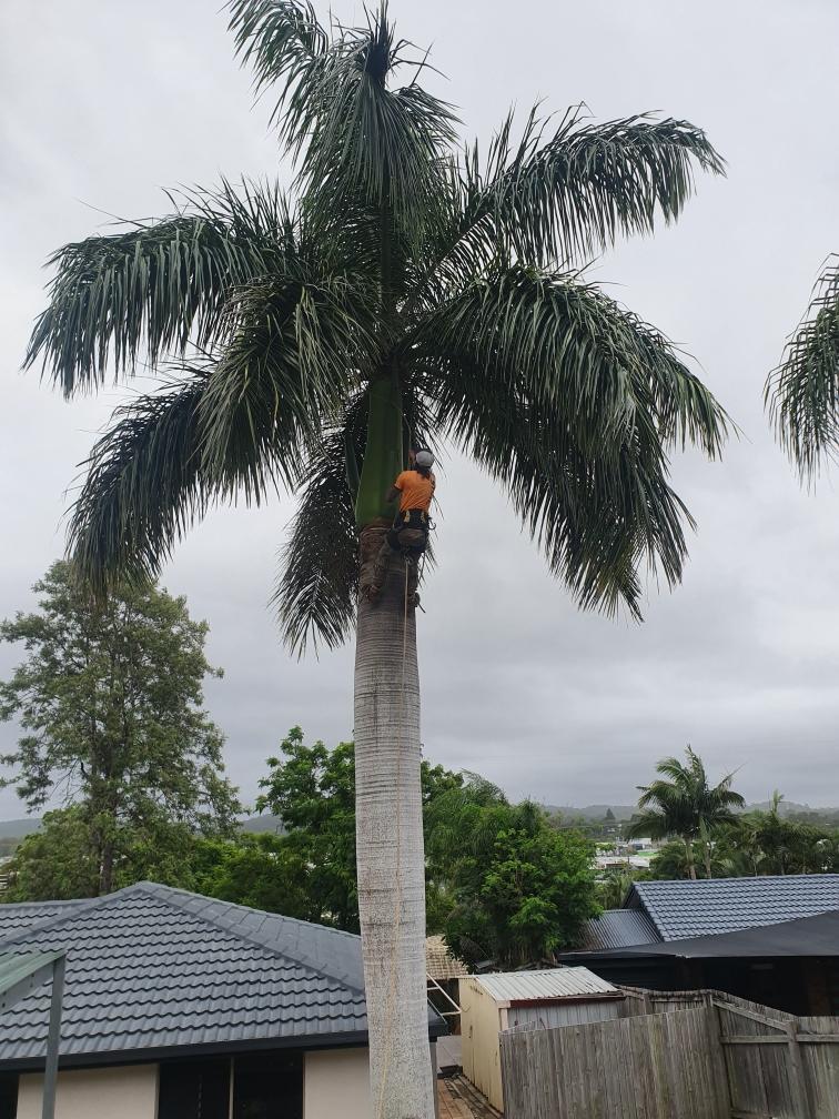 A man is climbing a palm tree in front of a house.