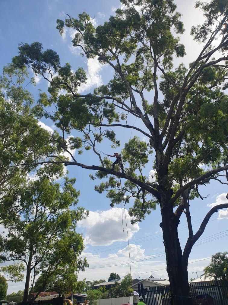 Gold Coast tree lopping services