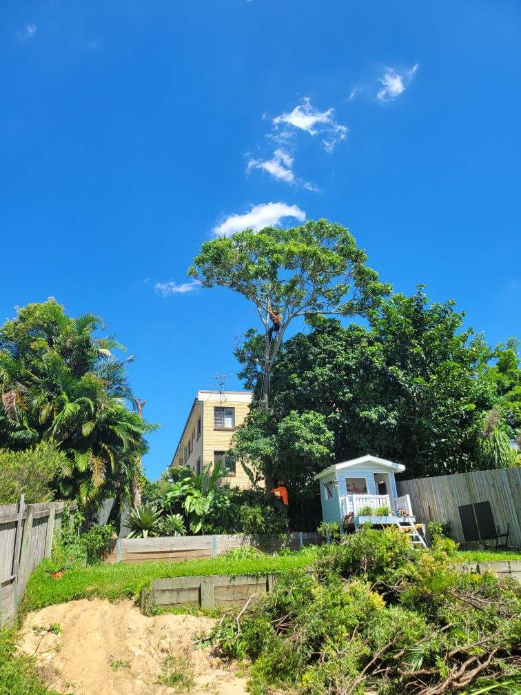 A house is surrounded by trees and bushes with a blue sky in the background.