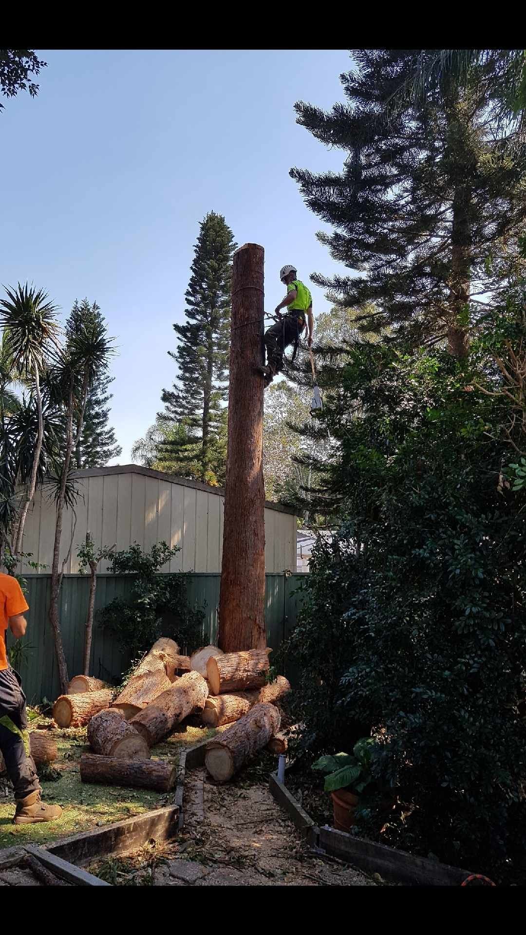 A man is climbing a tree stump with a chainsaw.