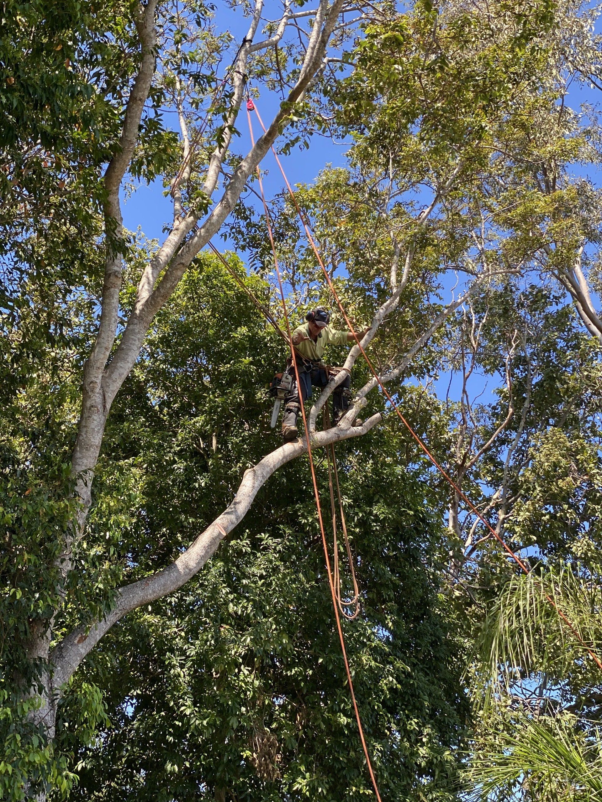 tree lopping  mount tamborine