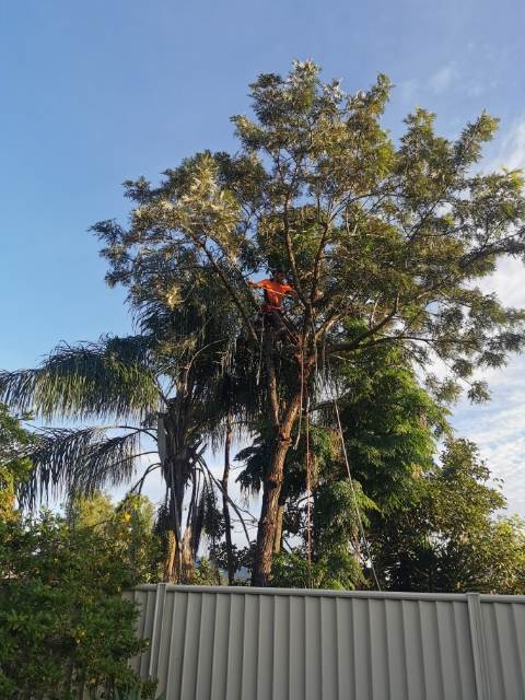A man is climbing a tree with a chainsaw.