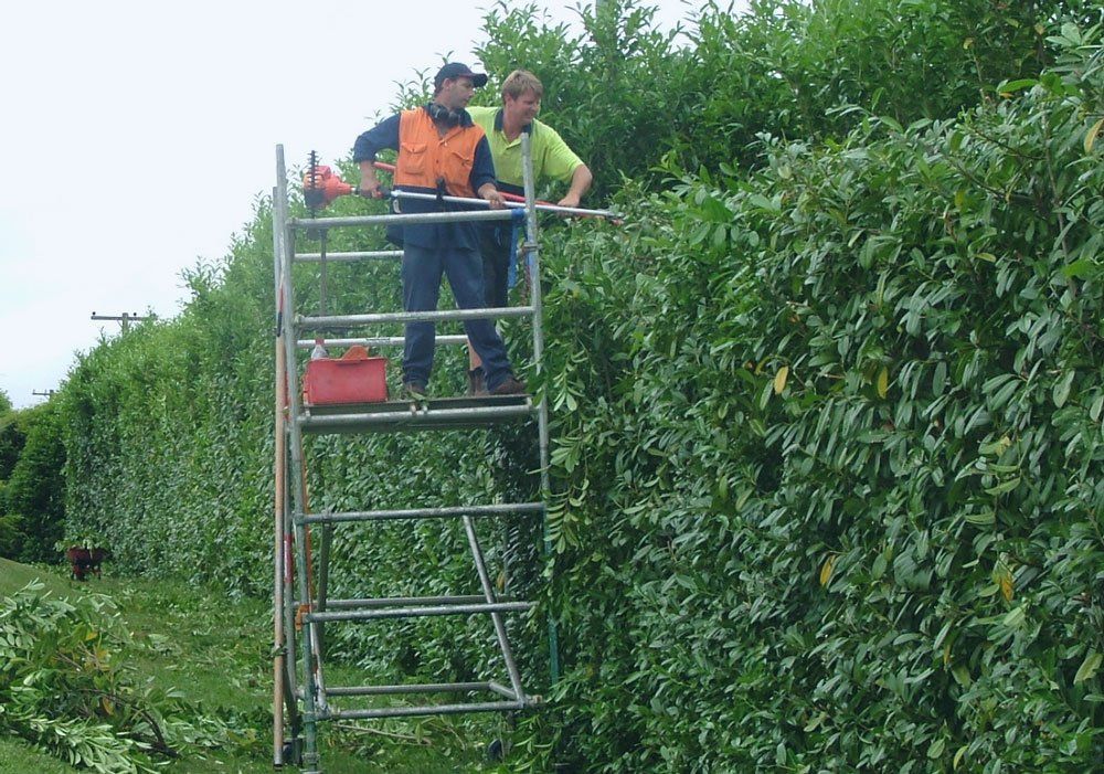 Hedge Trimming Services