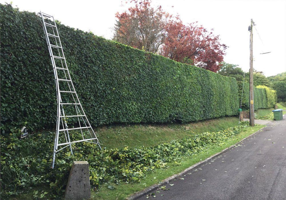 Hedge Trimming Gold Coast hedge-trimming-gold-coast
