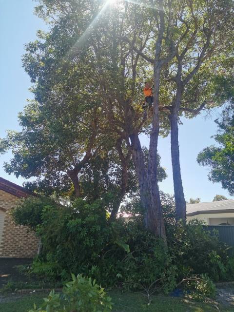 A man is climbing a tree in front of a house Gold Coast 