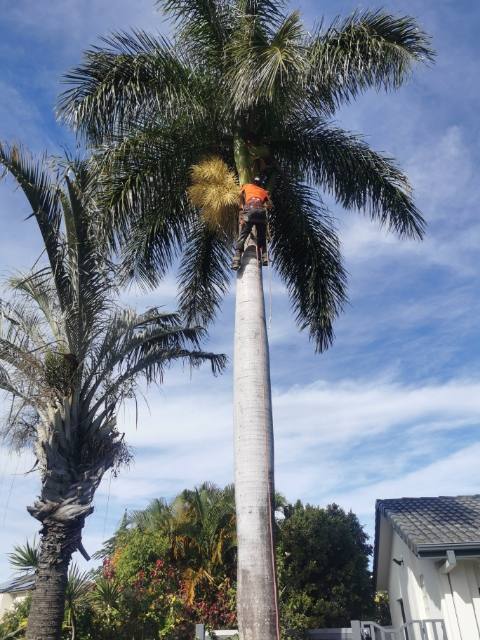 Pruning and Shaping Gold Coast