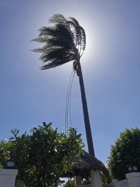 A man is climbing a palm tree in the wind